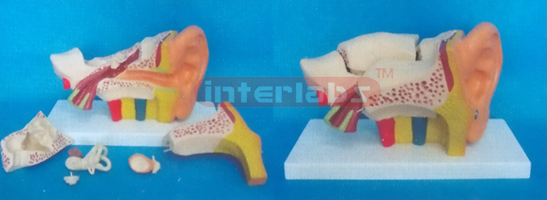 MIDDLE LEFT ANAT-ENLARGED EAR MODEL (EUR- TYPE, 6 PCS)